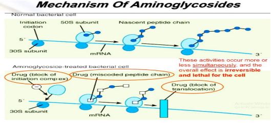 دانلود جزوه فارماکولوژی بیماری های عفونی (منابع فیزیوپات)