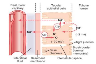 دانلود جزوه پاتولوژی کلیه (منابع فیزیوپات)