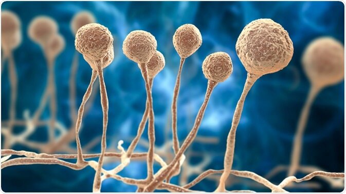 پاورپوینت موکورمایکوزیس