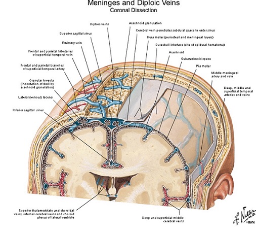 پاورپوینت عکس های  آناتومی مغز  netter brain