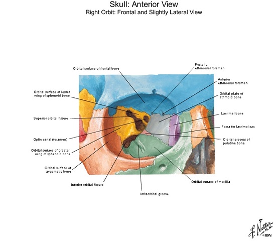 فایل پاورپوینت حاوی عکس های با کیفیت آناتومی سر و گردن netter head and neck
